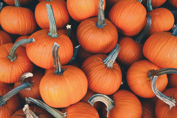 How to eat all things pumpkin this season